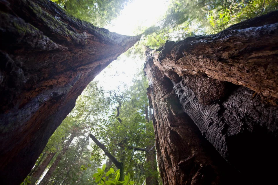 Two towering trees with rough bark, viewed from below, reach towards the sky through a canopy of green leaves.
