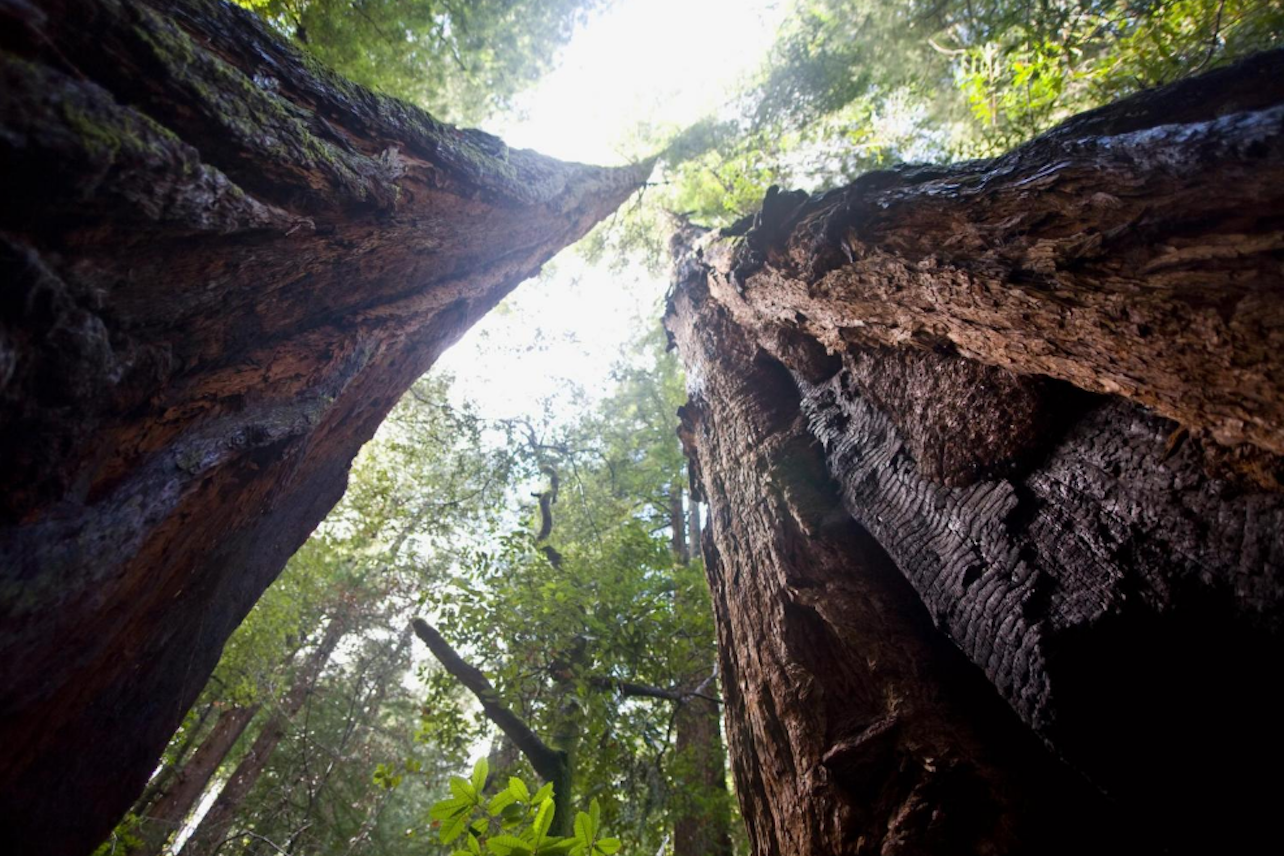 Muir Woods & Sausalito: Passeio de um dia a partir de São Francisco - Acomodações em São Francisco