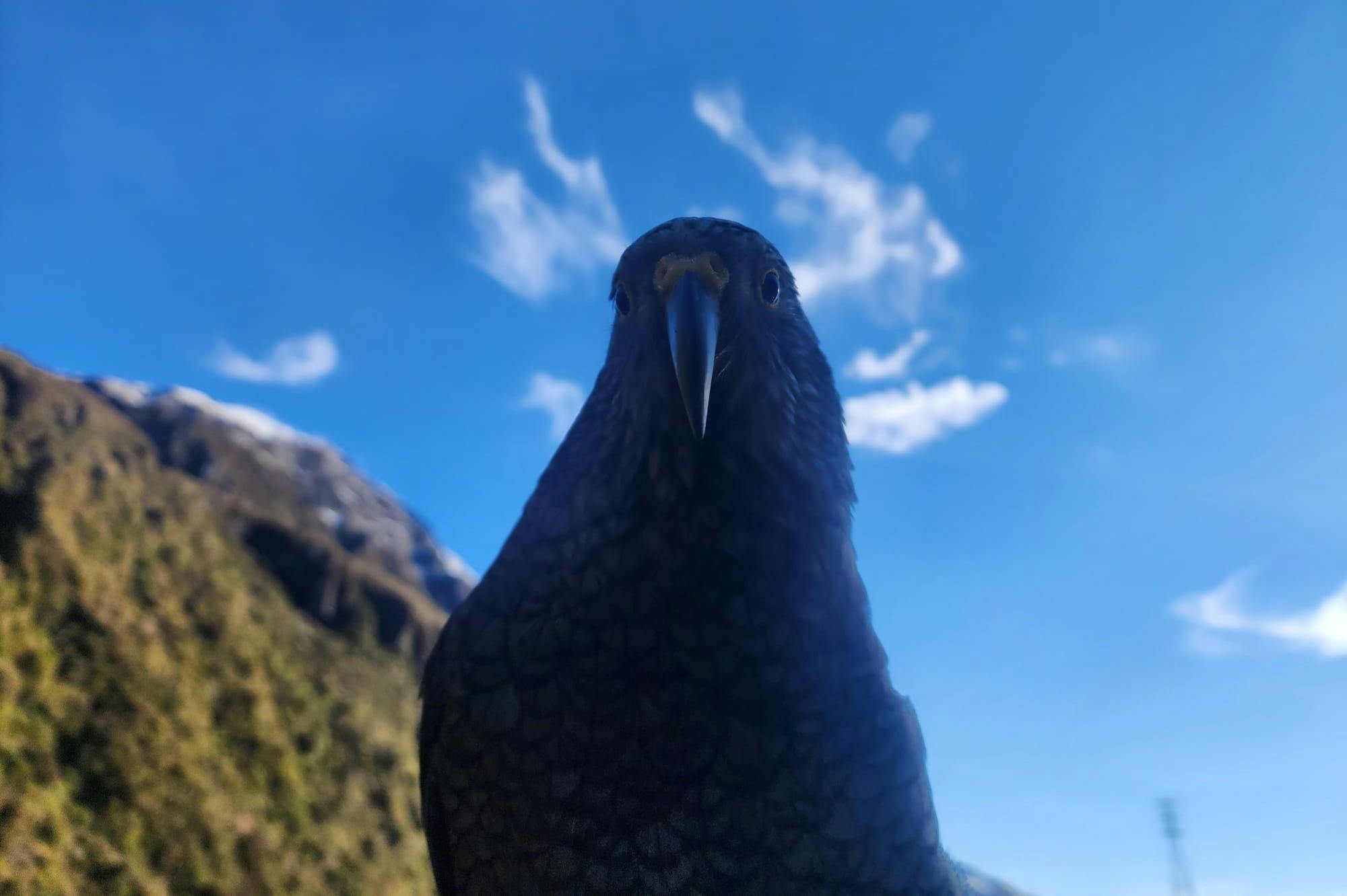 En prime, vous pourrez peut-être apercevoir un petit Cheeky Kea ! Le sournois perroquet alpin de Nouvelle-Zélande.