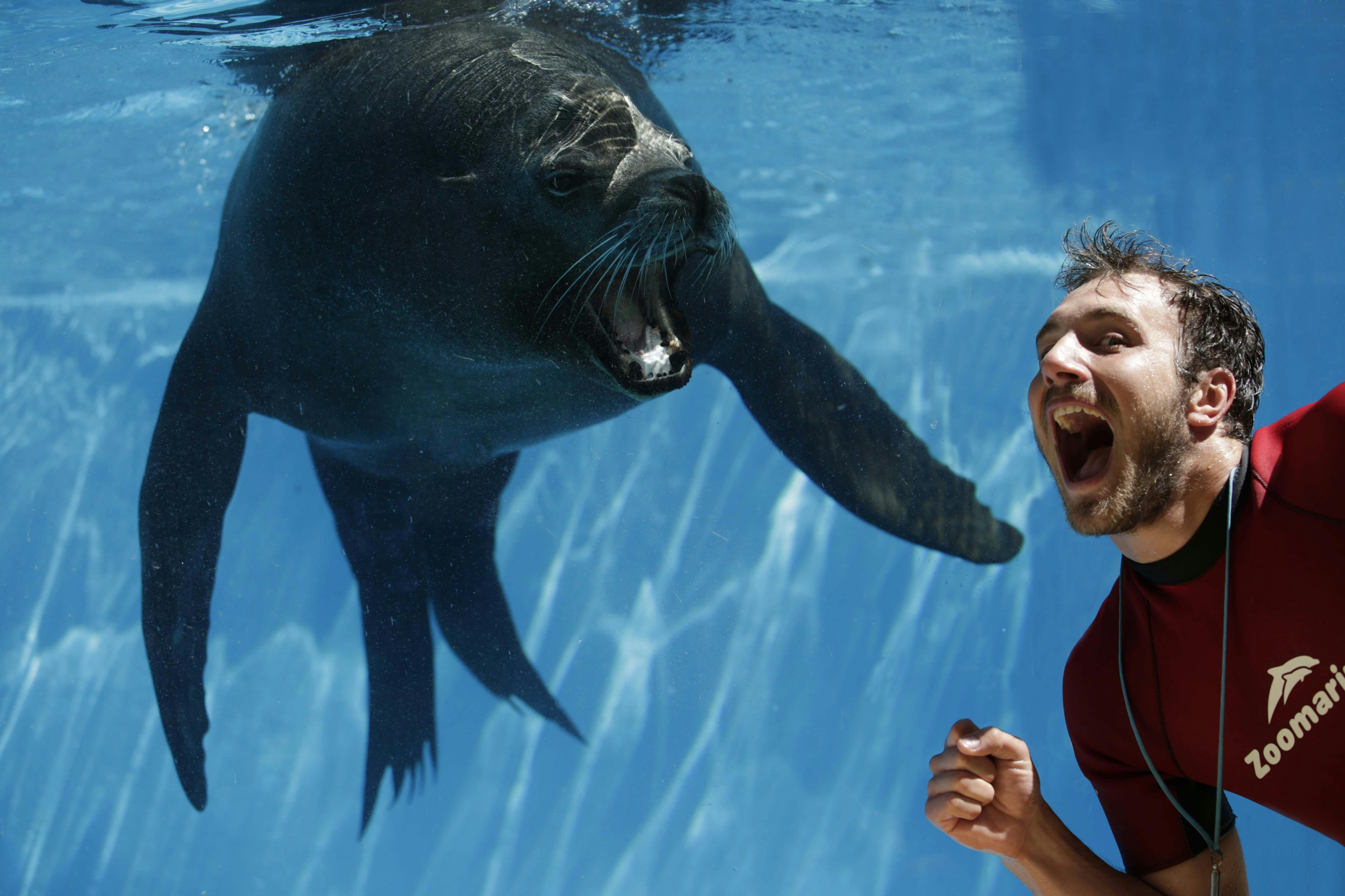 붉은 잠수복을 입은 남성이 수족관 유리를 통해 바다표범의 열린 표정을 기쁘게 흉내내고 있습니다.