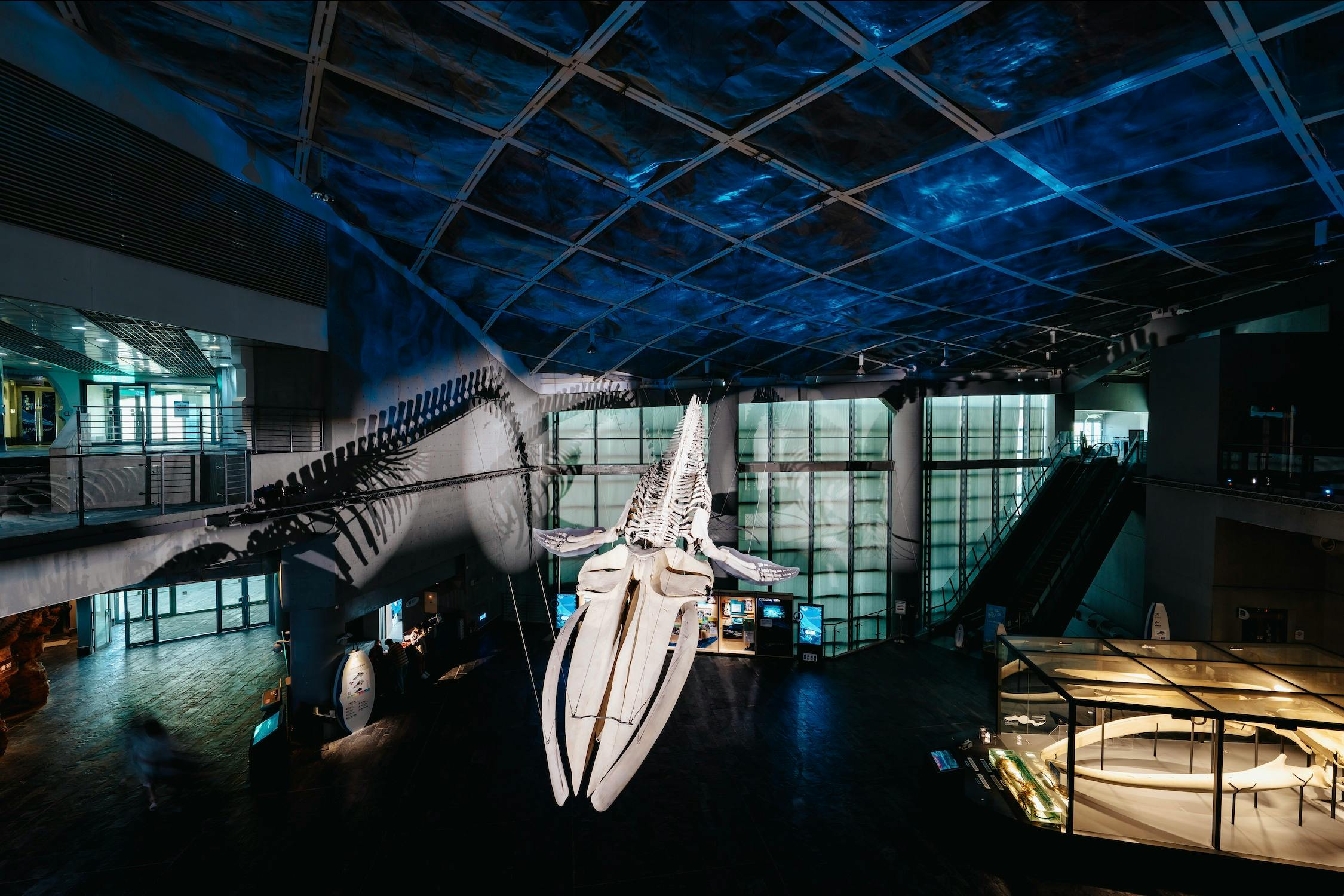 Large whale skeleton suspended in a museum with blue-lit ceiling and exhibits visible below.