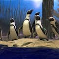 Lernen Sie die neuesten Lebewesen im Miami Seaquarium® kennen - afrikanische Pinguine, die auf der brandneuen Pinguininsel leben.