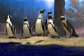 Lernen Sie die neuesten Lebewesen im Miami Seaquarium® kennen - afrikanische Pinguine, die auf der brandneuen Pinguininsel leben.