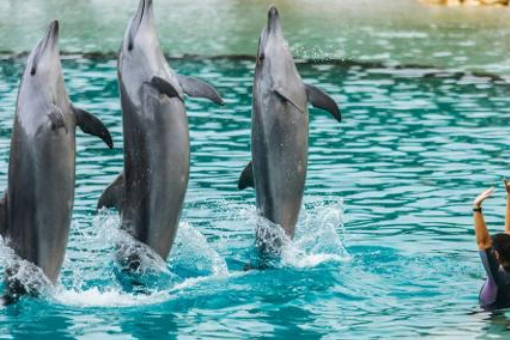 Sea World Gold Coast: Biglietto d'ingresso + traghetto andata e ritorno — 5