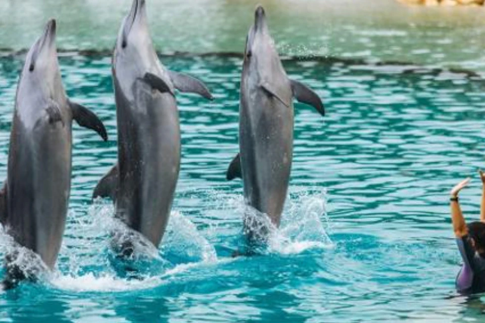 Two dolphins jumping out of the water in unison in a pool.