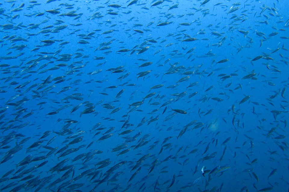 underwater