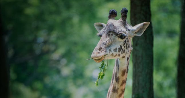 Żyrafa z liściastą gałązką w ustach na rozmytym zielonym tle.
