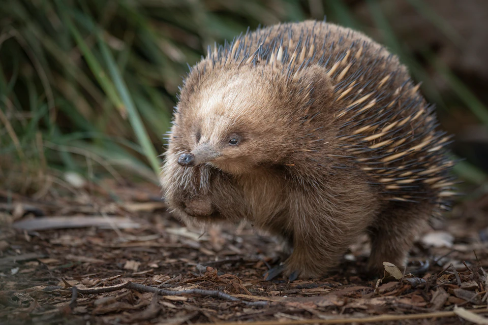 A brown echidna with spines visible on its back stands on a forest floor with some leaves. Green foliage is in the background.