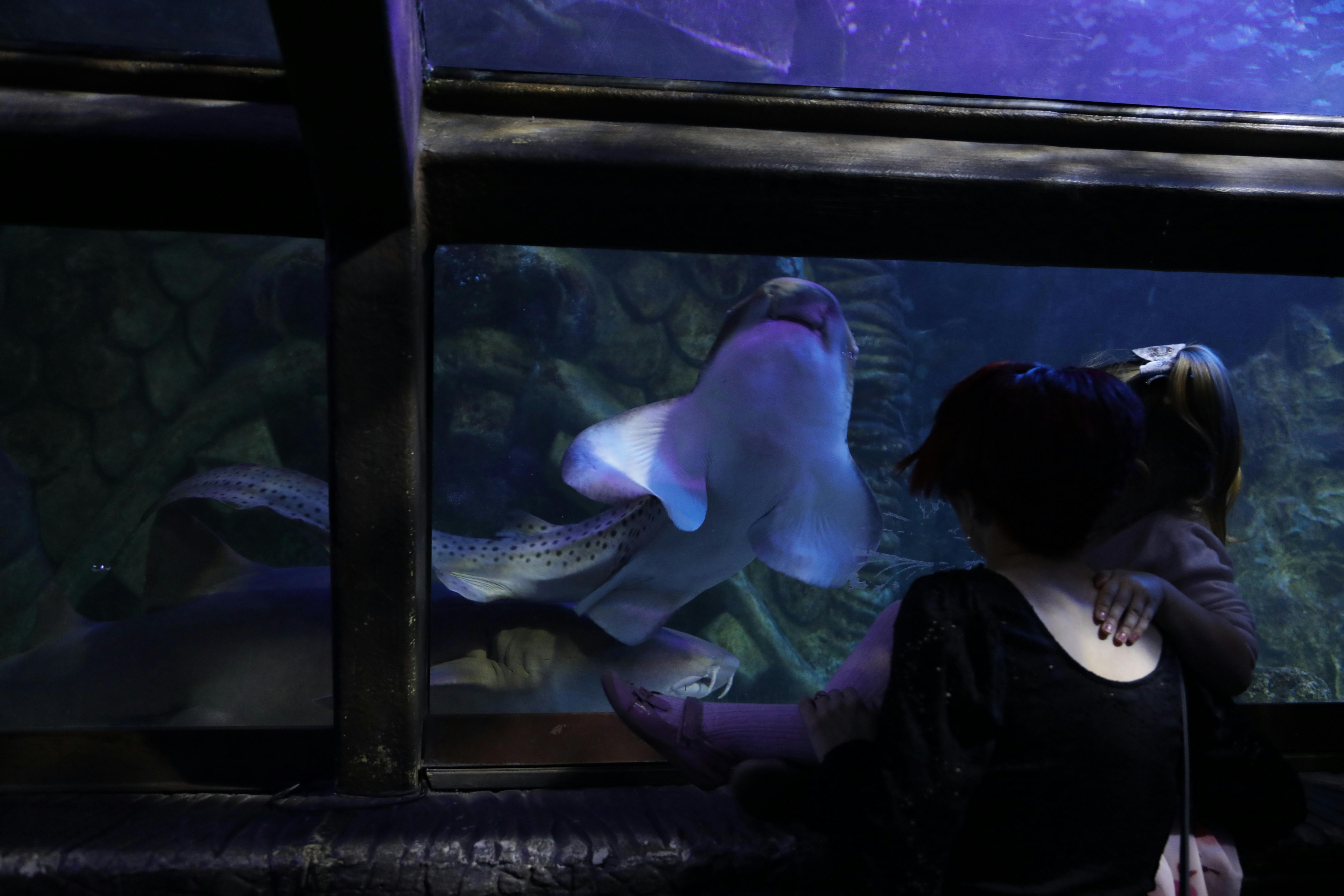 A person sits near an aquarium window, watching a stingray swim close to the glass, illuminated by soft purple and blue lighting.