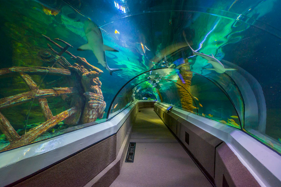 An underwater tunnel with sharks and fish swimming above, surrounded by vibrant aquatic plants and an ancient shipwreck structure.
