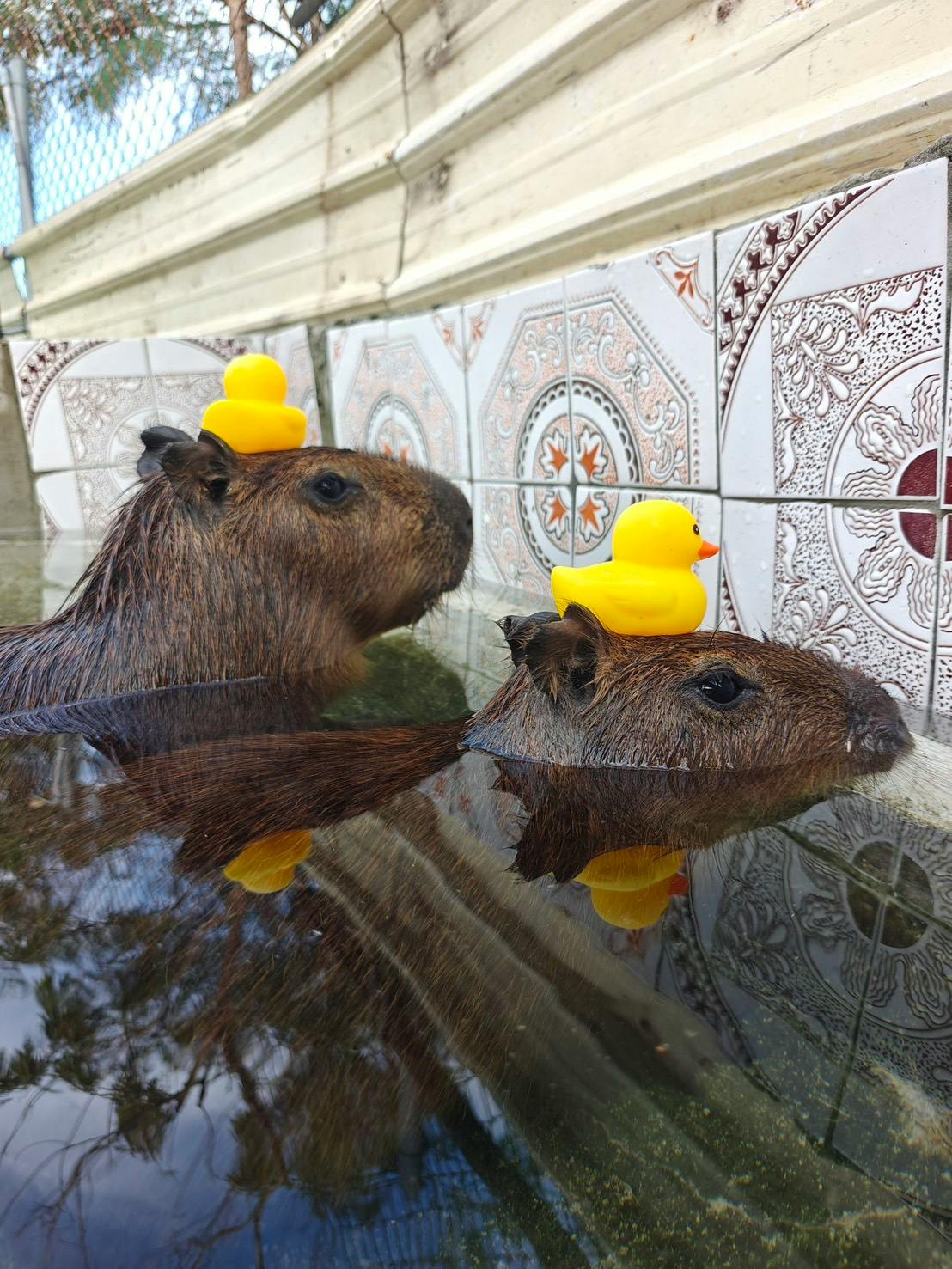 Two capybaras in a tiled pool, each with a yellow rubber duck on its head, next to a decorative tiled wall.