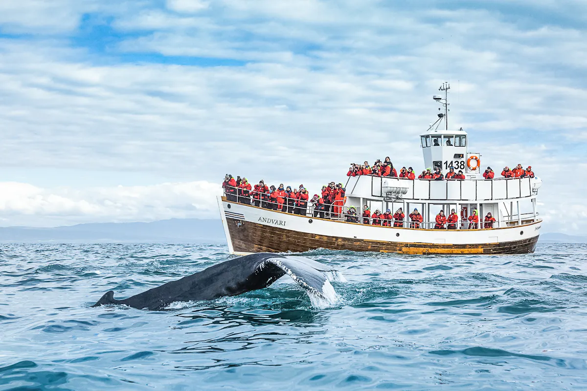 Husavík : Excursion d'observation des baleines silencieuse + Snack