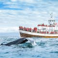 Mergulho com baleias jubarte
