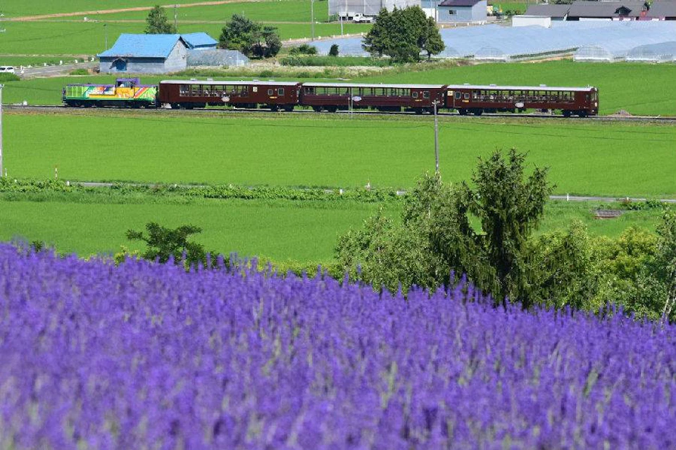 A train passes through a lush green field with a foreground of purple flowers and a small village in the background.