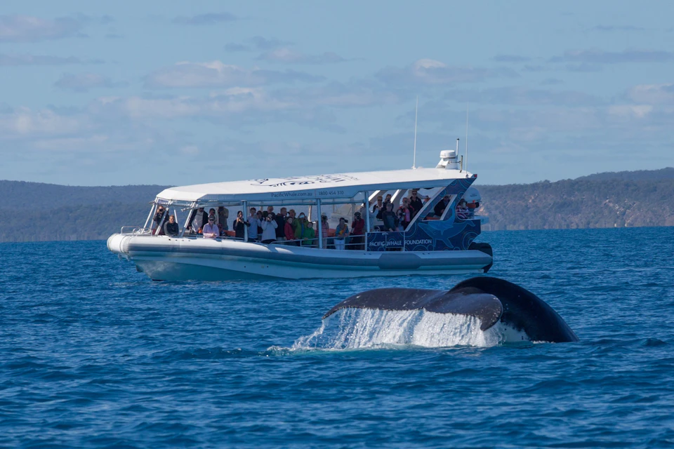 A whale's tail emerges from the water near a boat with people observing, under a clear sky.