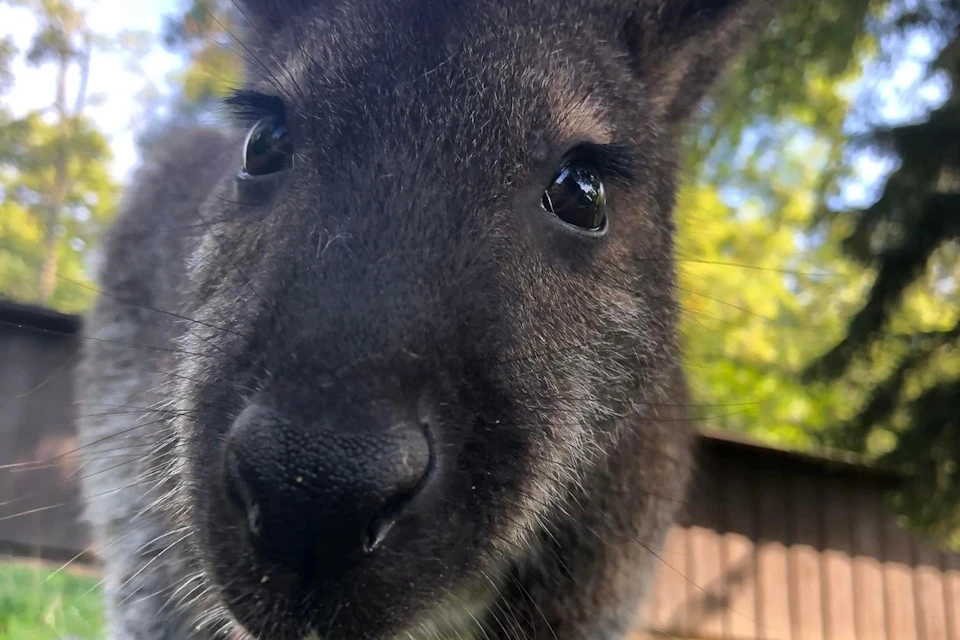 Wallaby
