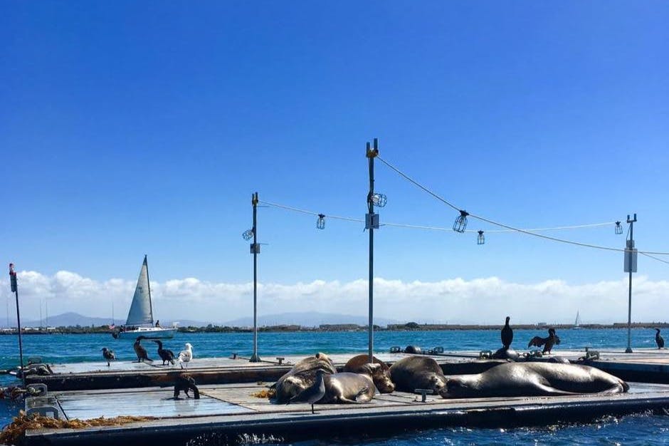 All of the Sea Lions are sunbathing at the Bait Barge.