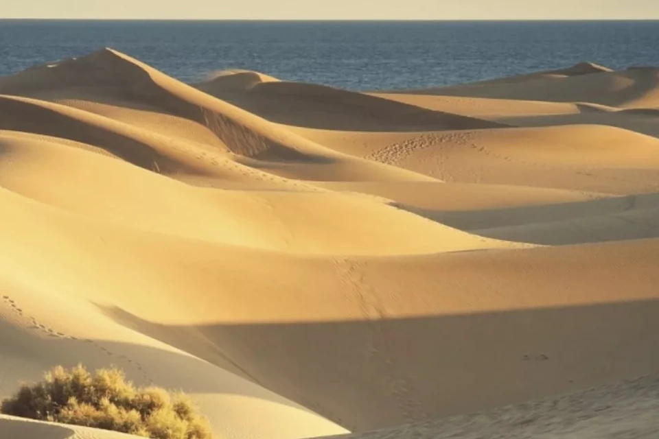 Sand dunes with smooth, wind-shaped ridges, small footprints, and sparse vegetation under a blue sky with a sea in the background.