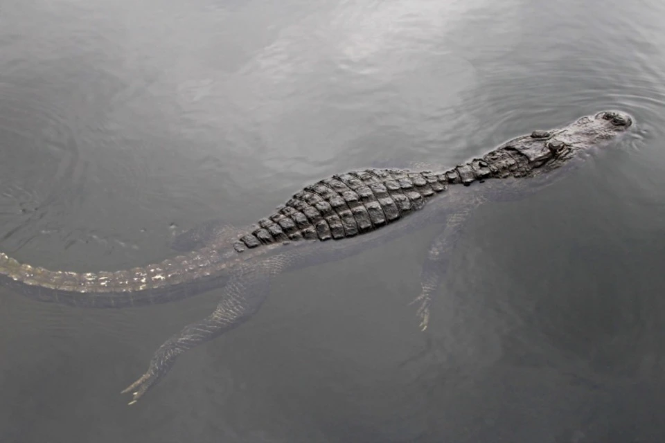 An alligator in the Florida Everglades
