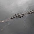 En alligator i Floridas Everglades