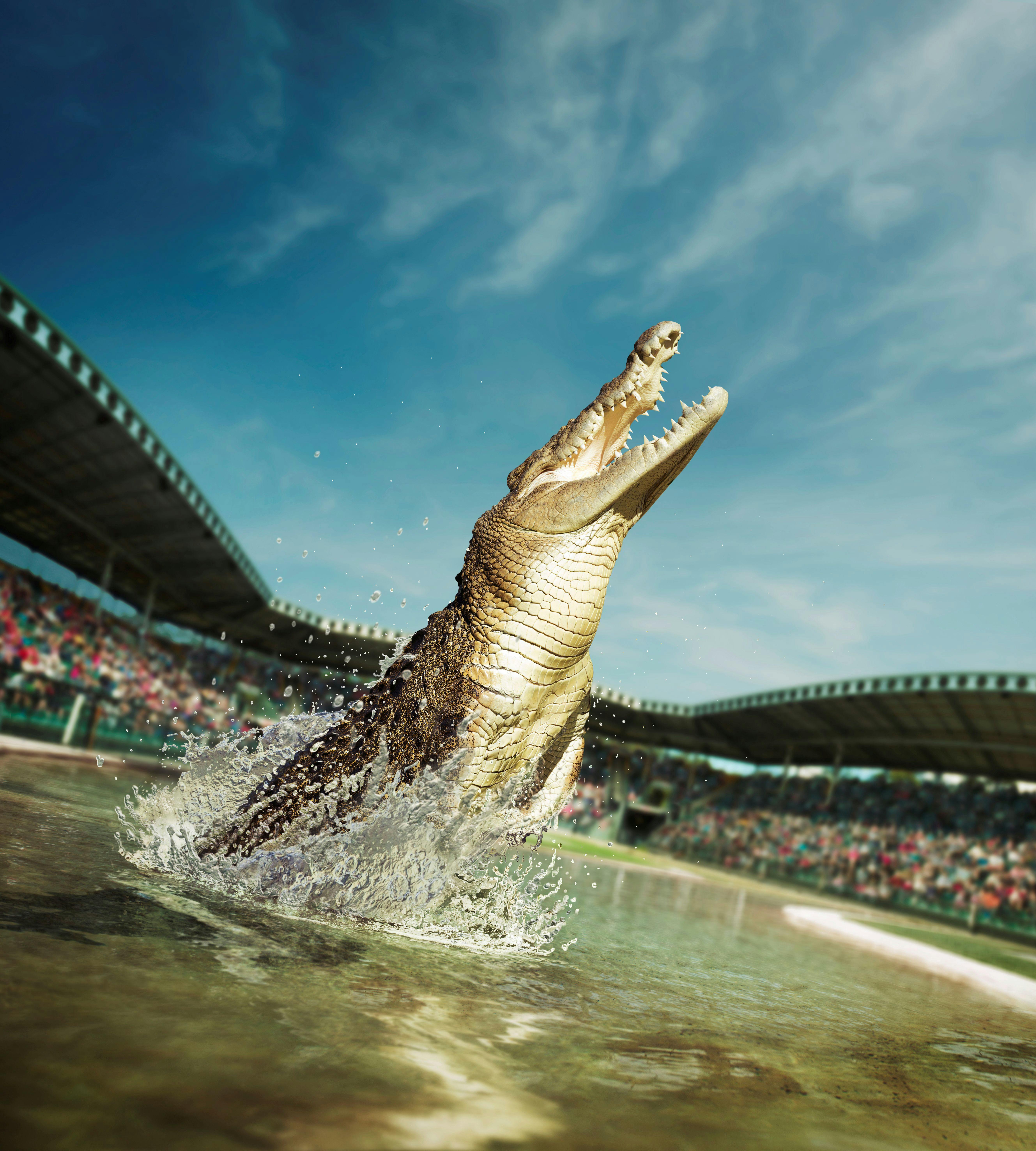 澄んだ青い空の下、群衆のいるアリーナで、ワニが口を開いて水から飛び出します。