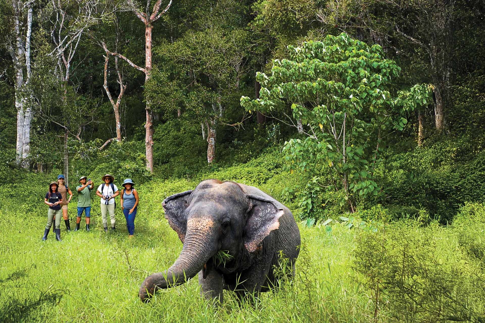An elephant eating grass in a lush forest, with three people observing from a distance to the left.