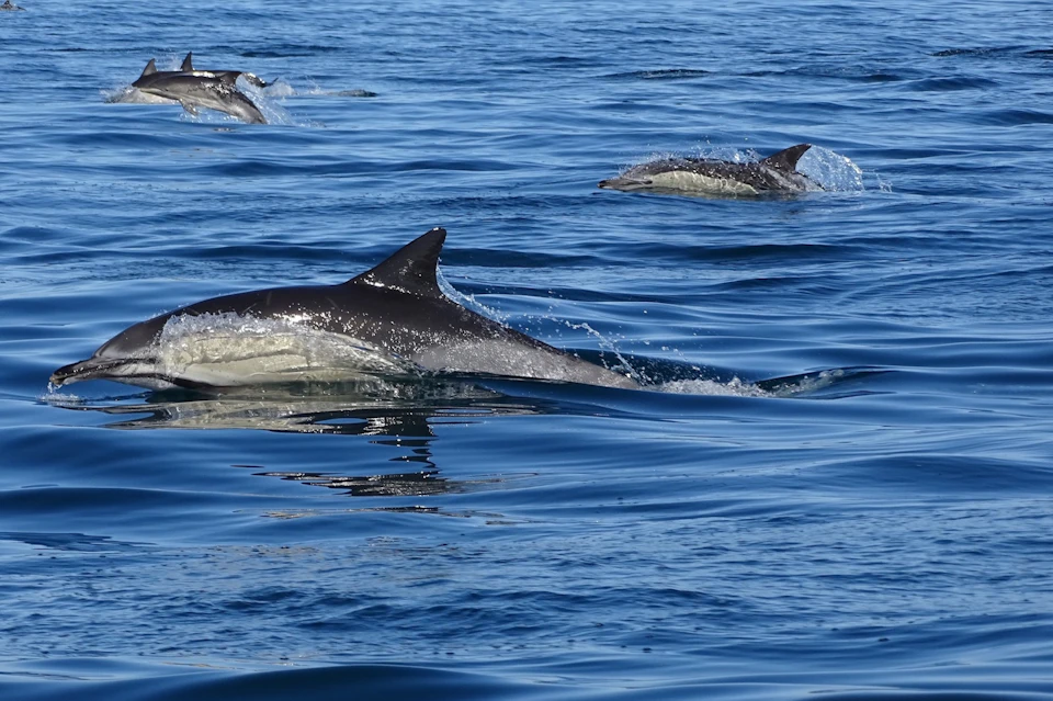 A group of dolphins swimming in the blue ocean, with three dolphins visible near the water's surface creating small splashes.