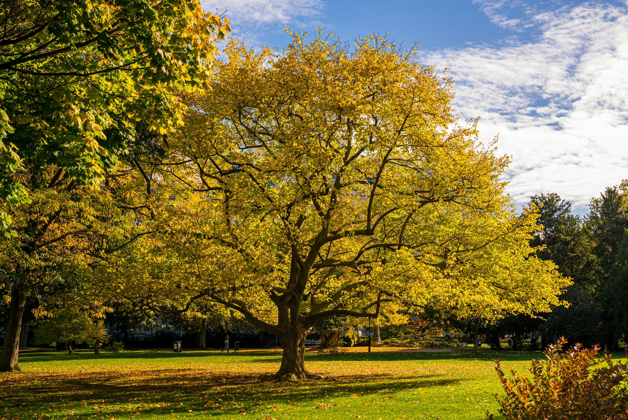 Ett stort träd med gula löv står framträdande i en solbelyst park, med grönska och utspridda löv på gräset.