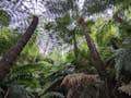 Promenade dans la forêt tropicale de Maits Rest
