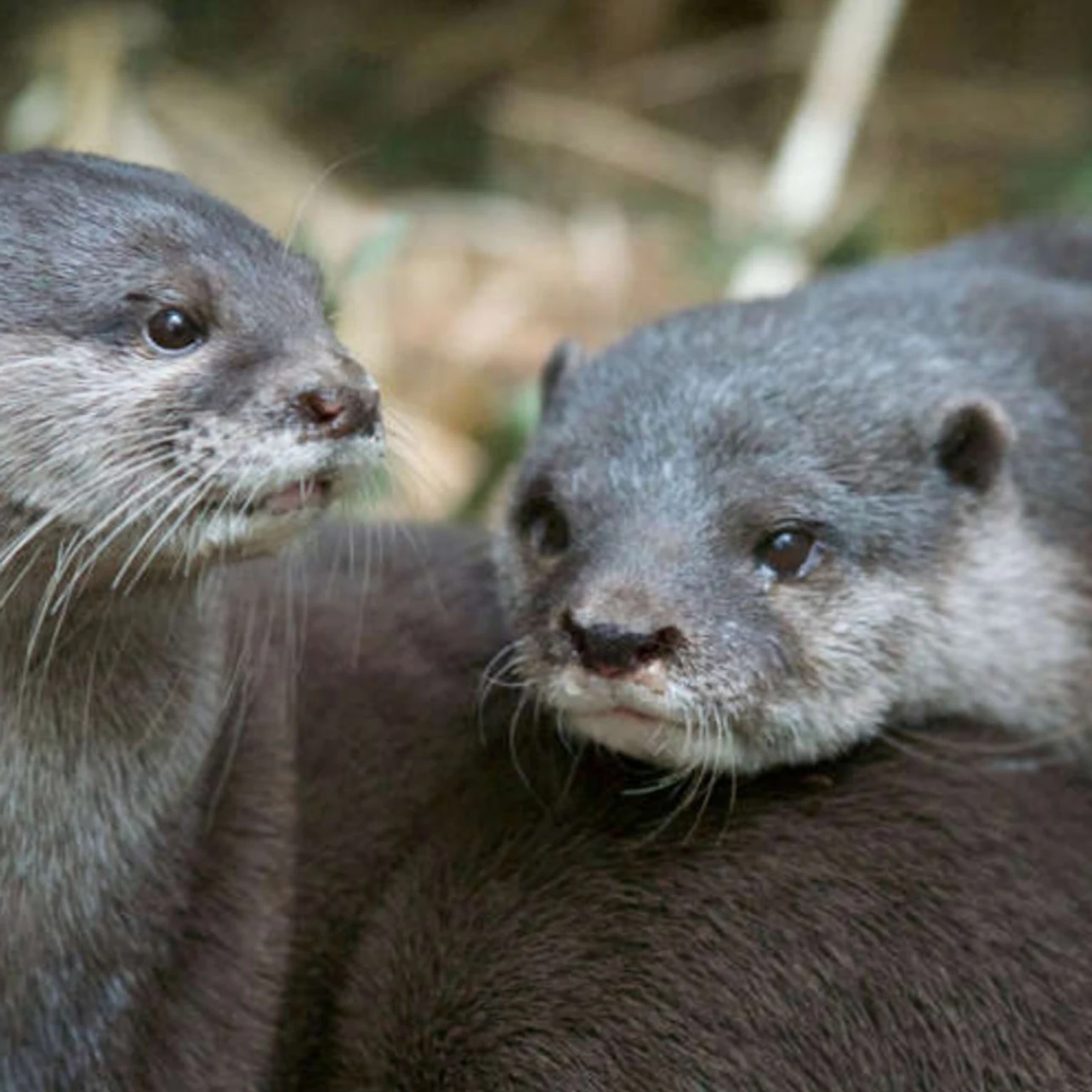 Melbourne Zoo: Entry Ticket in Melbourne β Tiqets