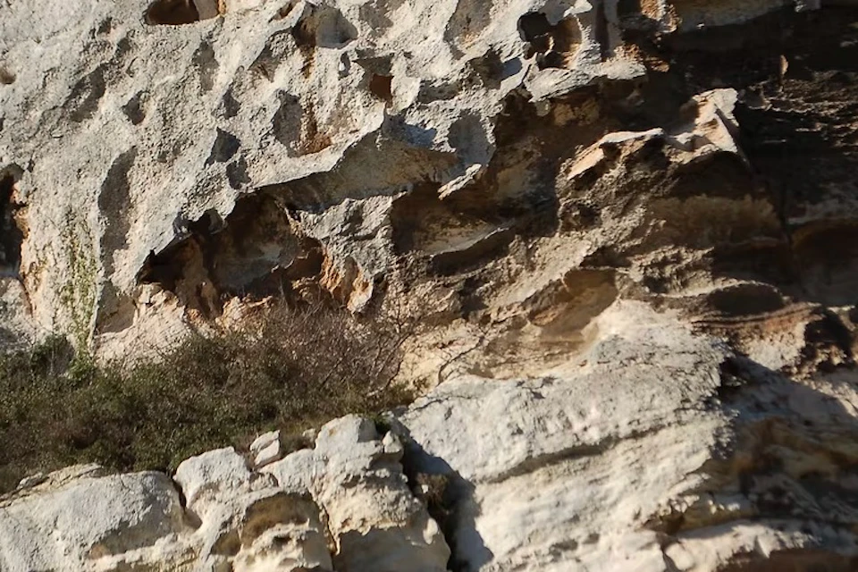 Rocky cliff face with a bush growing in a crevice. Sunlight highlights the rugged, textured surface.