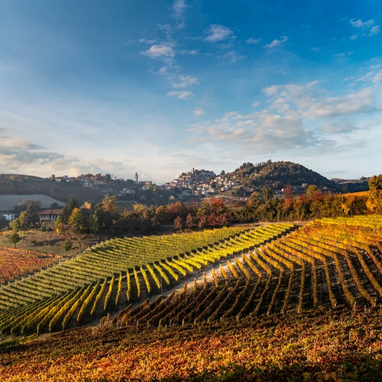 Vineyard