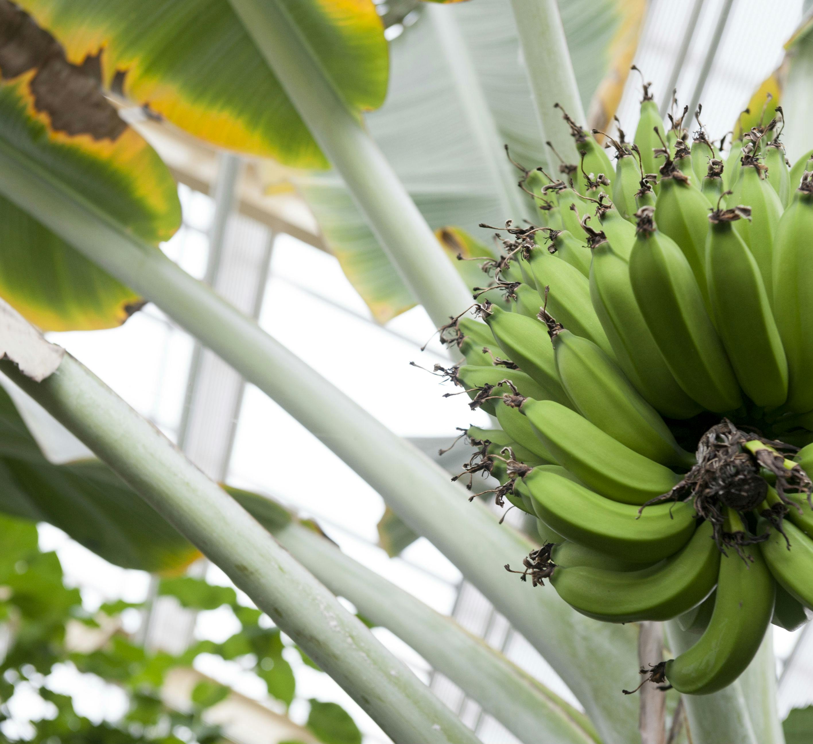 Shluk zelených banánů visících na rostlině s velkými listy ve skleníku.