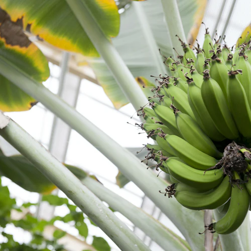 Hortus Botanicus Leiden: bilhete sem filas - Photo 4