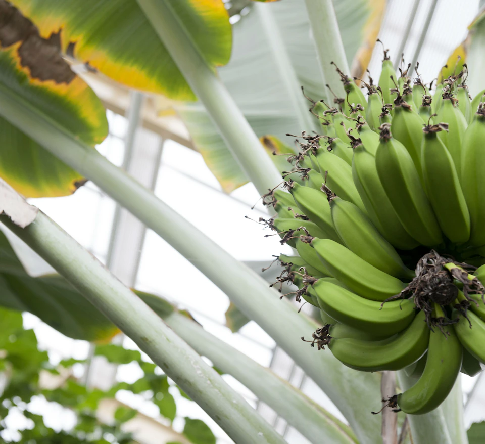 Cluster of green bananas hanging on a plant with large leaves in a greenhouse setting.