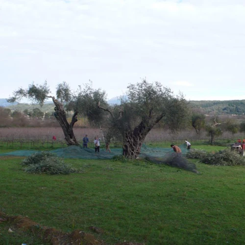 Corfu: Winery Tour + Wine & Olive Tasting - Photo 6