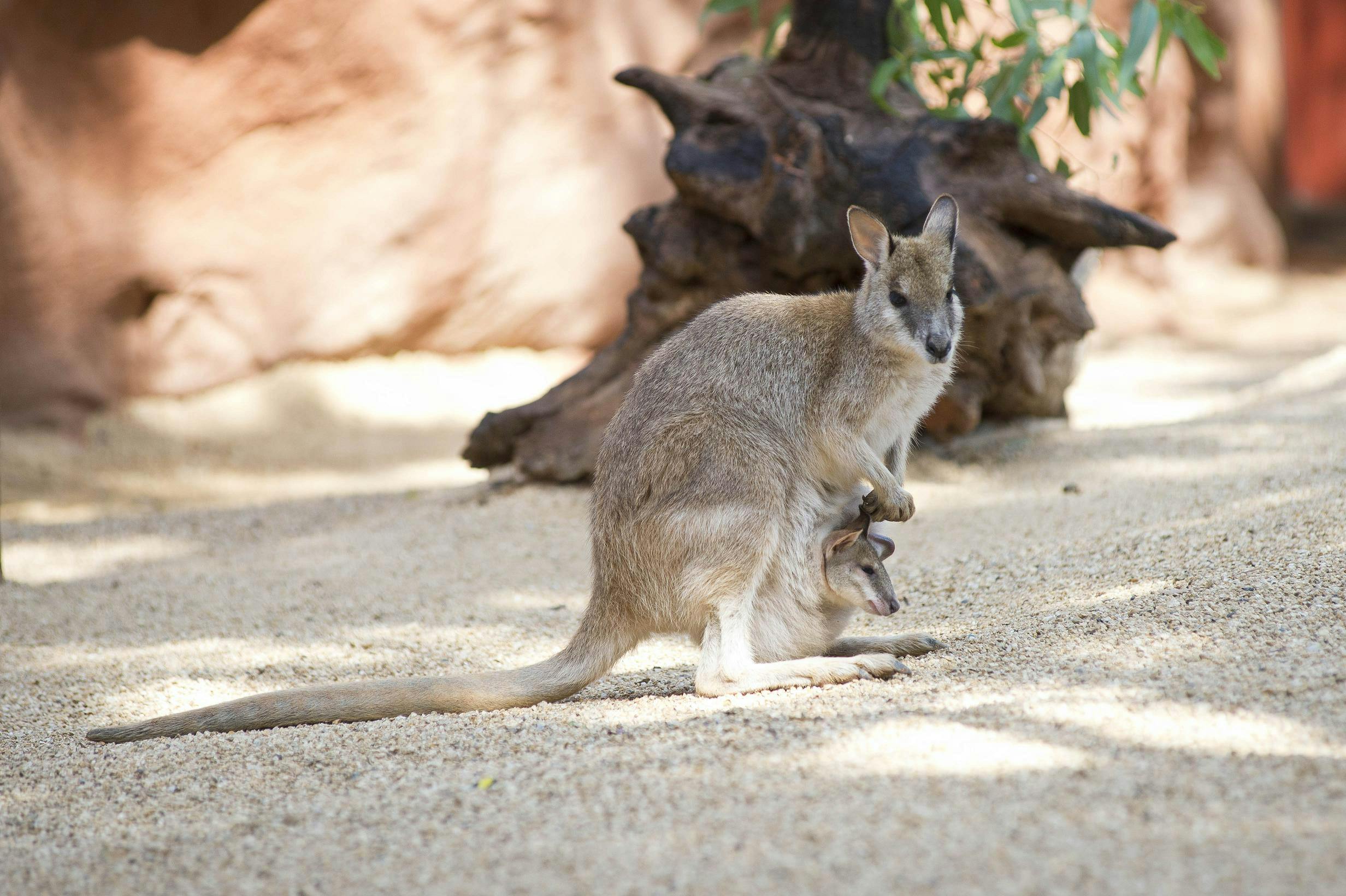 WILD LIFE Sydney Zoo Tiqets