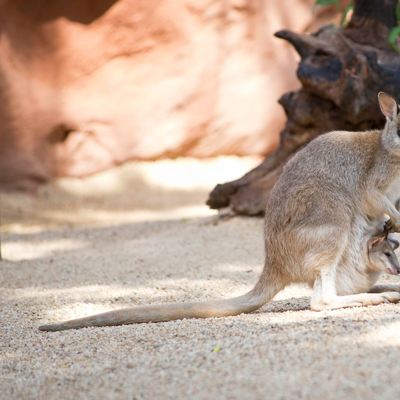 WILD LIFE Sydney Zoo: Entry Ticket in Sydney β Tiqets