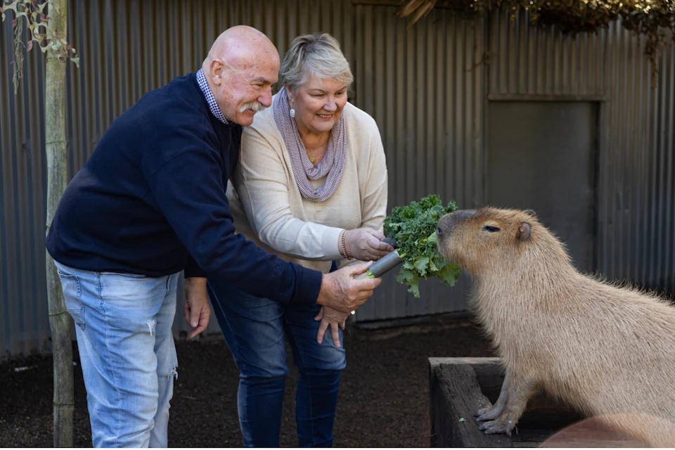Two adults feeding a capybara with kale in an outdoor setting by a corrugated metal wall.