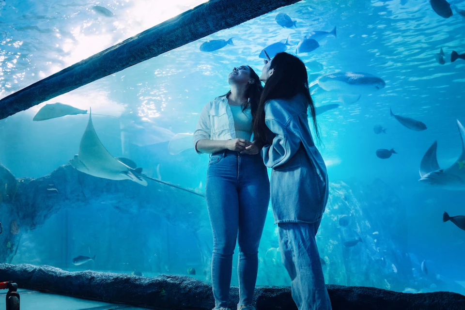 People observing aquatic animals in an underwater tunnel at an aquarium, surrounded by fish and stingrays.