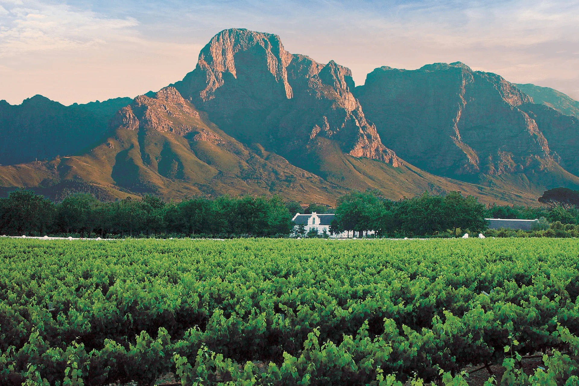 Vineyard