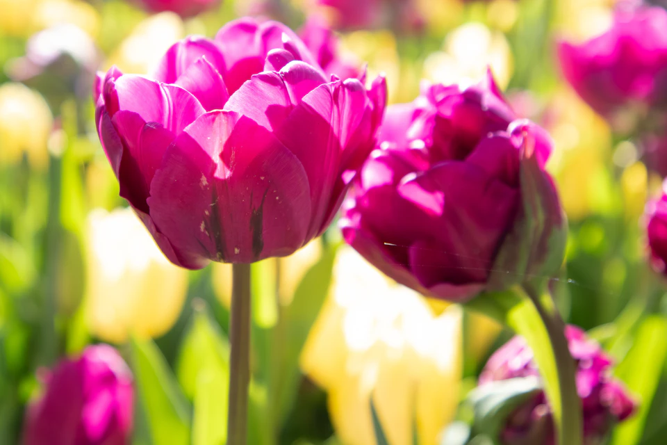 Purple tulips in bright sunlight with yellow flowers blurred in the background.