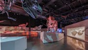 Dinosaurie skelett i Houston Museum of Natural Science