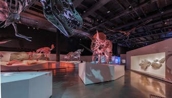 Esqueletos de dinosaurios en el Museo de Ciencias Naturales de Houston