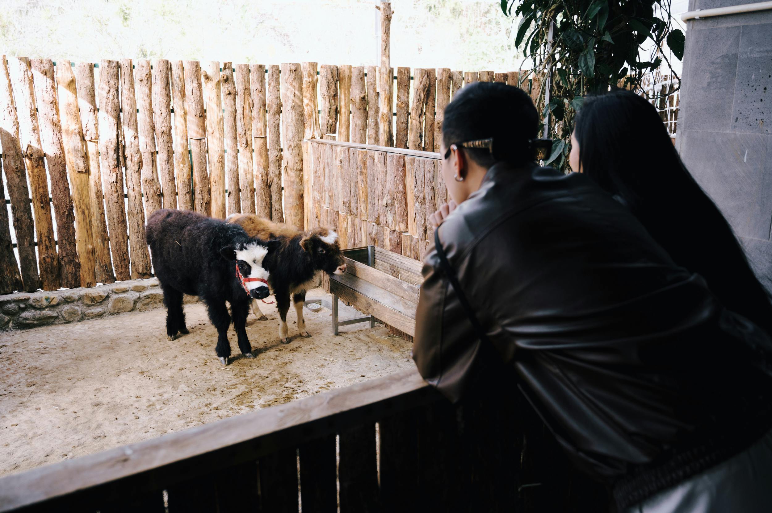 Two people observing a pair of small, fluffy animals in an outdoor wooden enclosure.