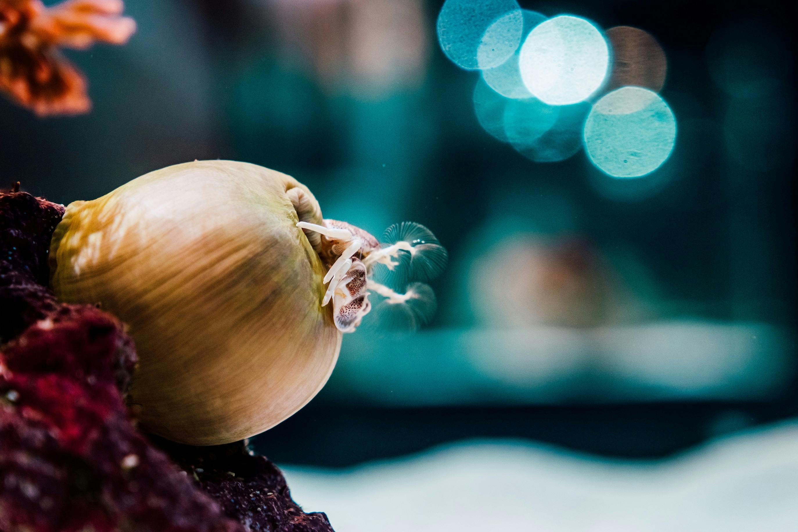 A close-up of a snail on a rock, with a blurred blue and white bokeh background.