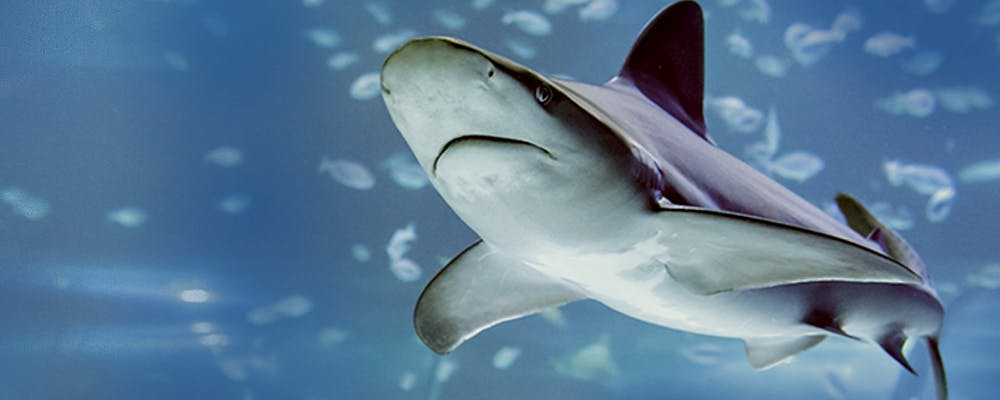 Gros plan d'un requin glissant dans l'eau bleue, entouré de petits poissons flous en arrière-plan.