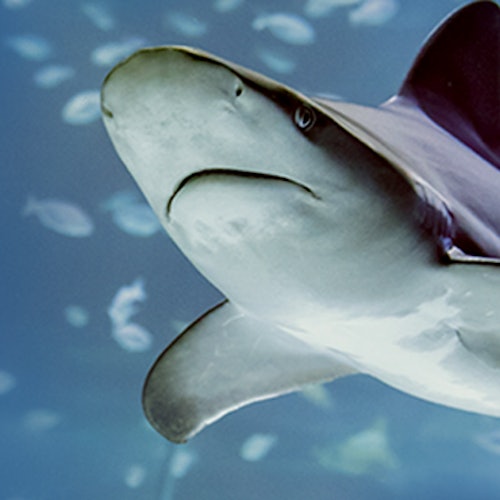 Atlantis Aquarium Madrid