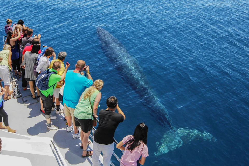 People on a boat observing and photographing a large whale swimming near the surface of the ocean.