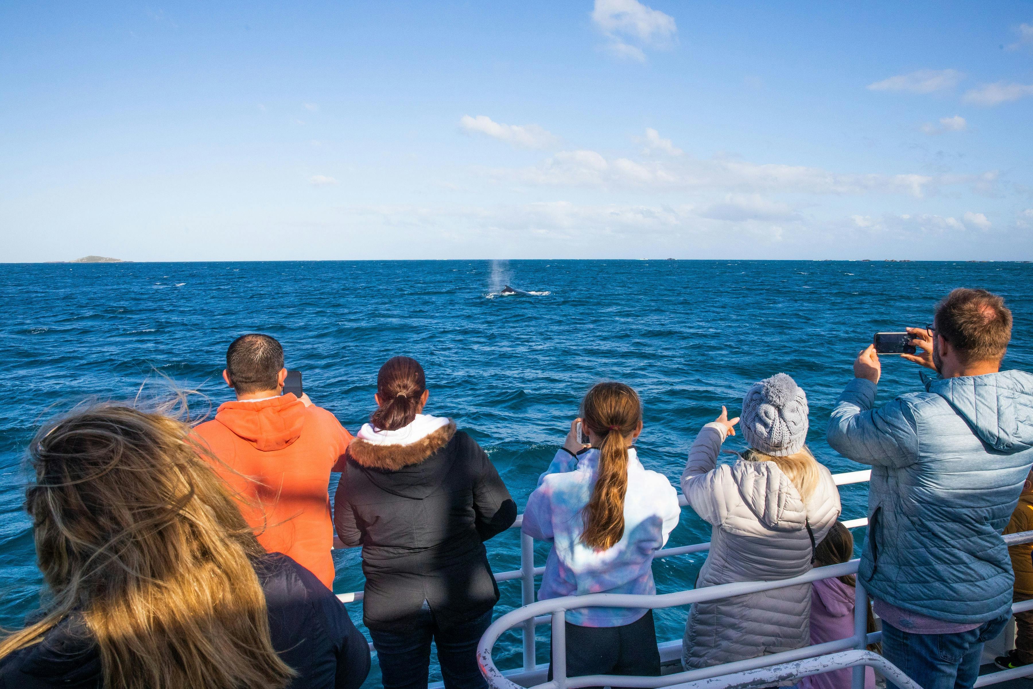People on a boat watching a whale spout water in the ocean under a clear, sunny sky.